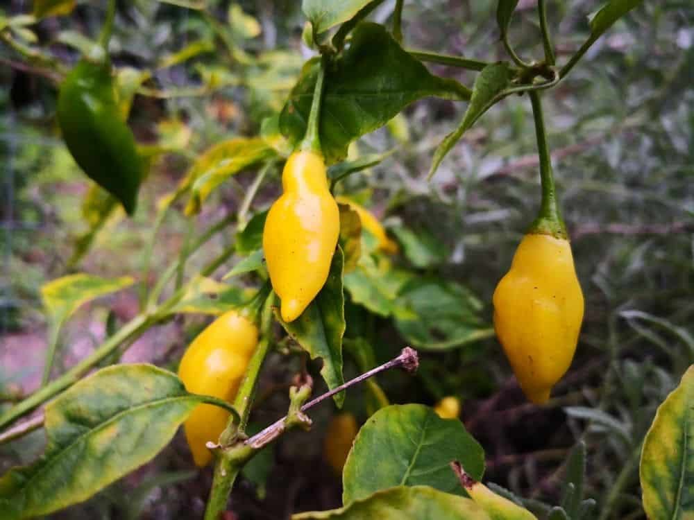RARE Peruvian Lemon Drop Fresh Chilli Seeds x 20 Fast Dispatch! In Stock